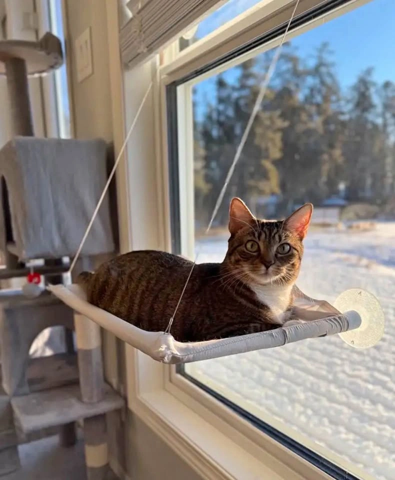 Cat Window Hammock