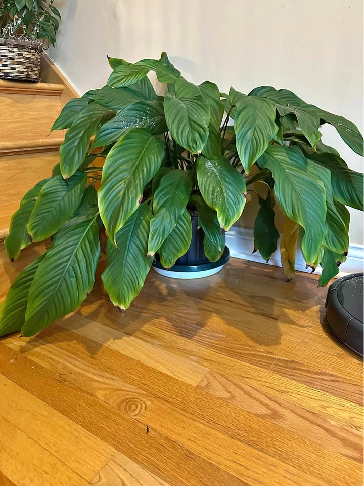 Plants!
