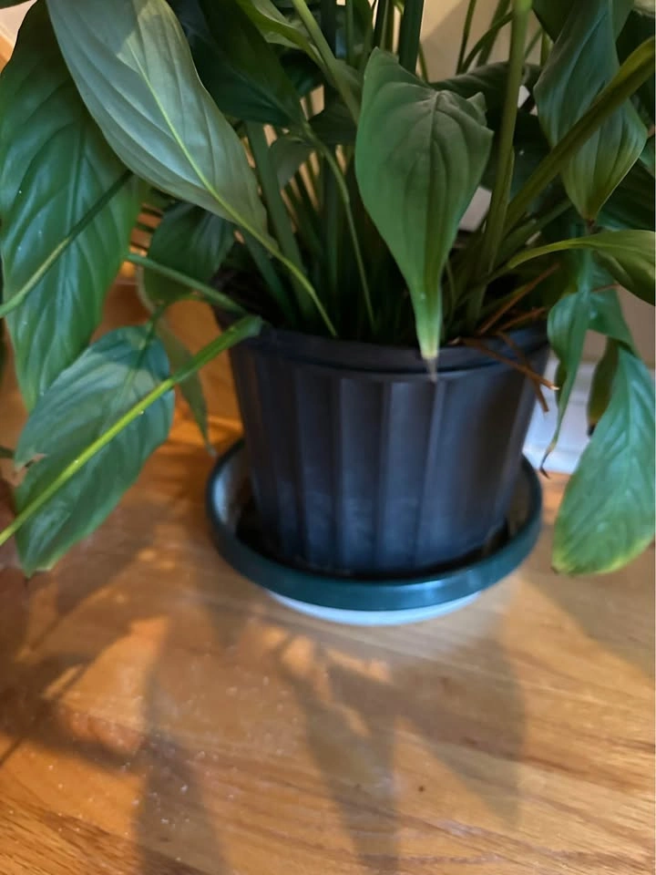 Plants! - photo 2