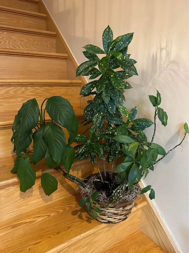 Plants! - photo 3