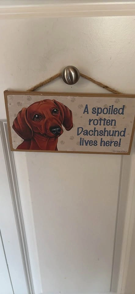 A spoiled, rotten dachshund lives here! - photo 4