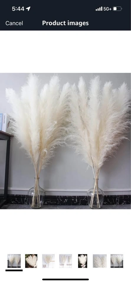 🥕 Pampas Flowers - 10 pcs, 46 inches - photo 3
