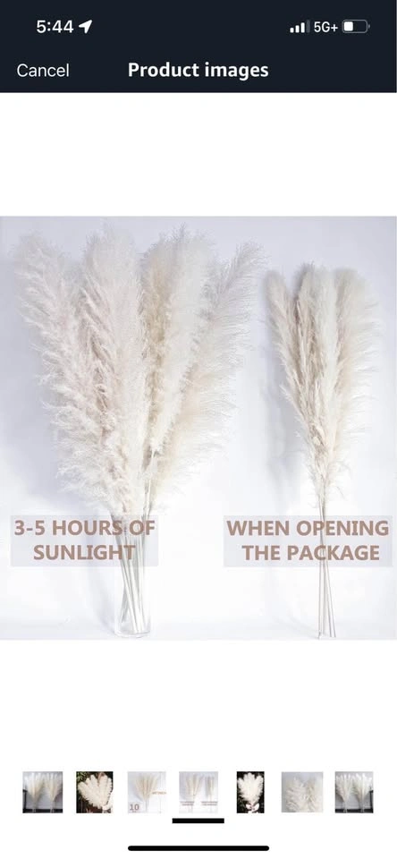 🥕 Pampas Flowers - 10 pcs, 46 inches - photo 4
