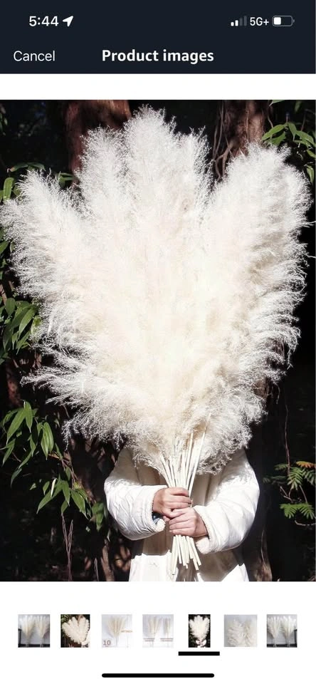 🥕 Pampas Flowers - 10 pcs, 46 inches - photo 5