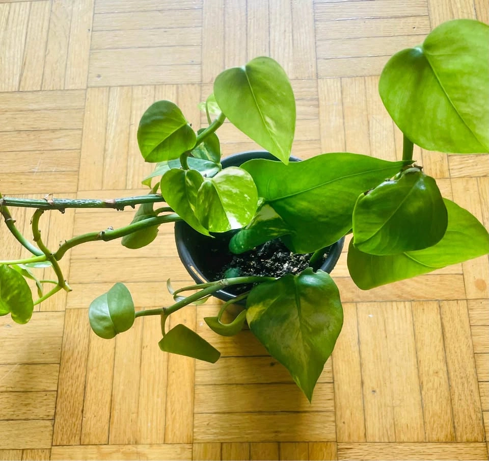 Money plant