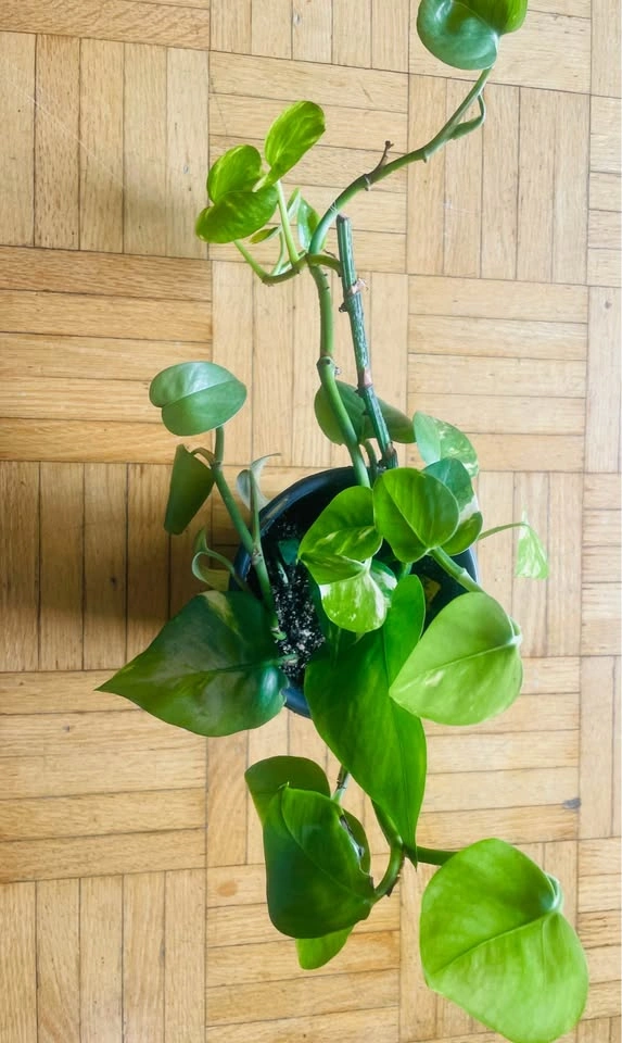 Money plant - photo 2