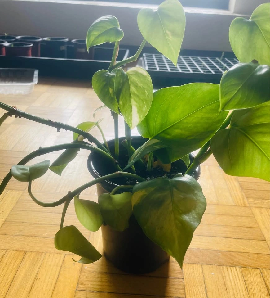 Money plant - photo 3