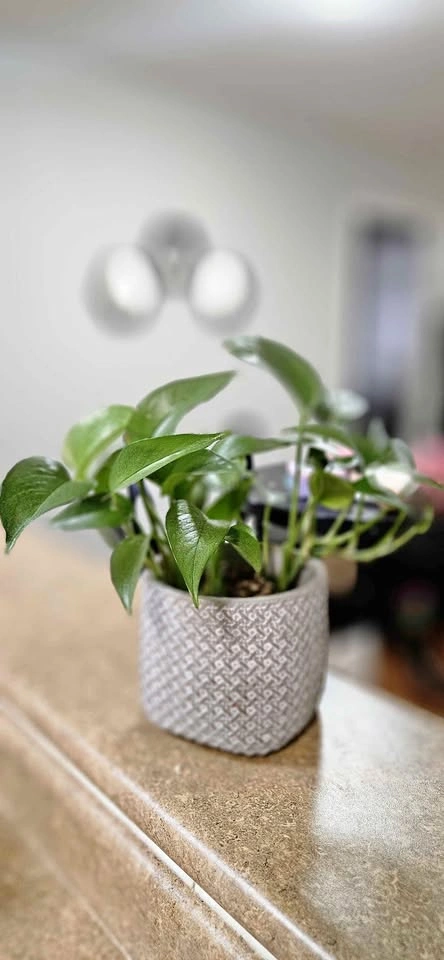 🧡Pothos Plant with pot 🧡