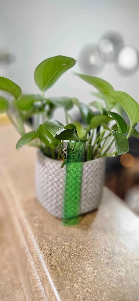 🧡Pothos Plant with pot 🧡 - photo 2