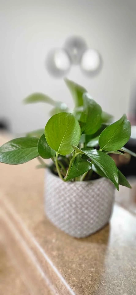 🧡Pothos Plant with pot 🧡 - photo 3