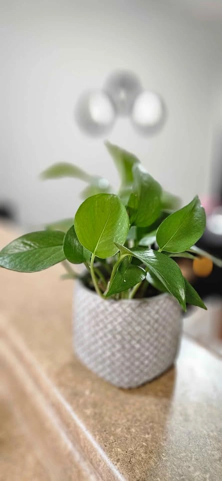 🧡Pothos Plant with pot 🧡 - photo 4