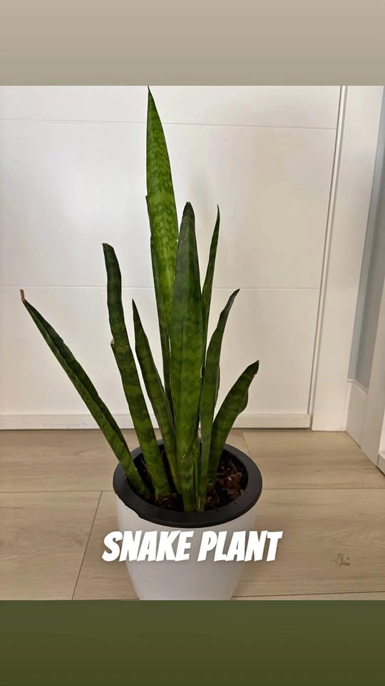 Plants for sale
