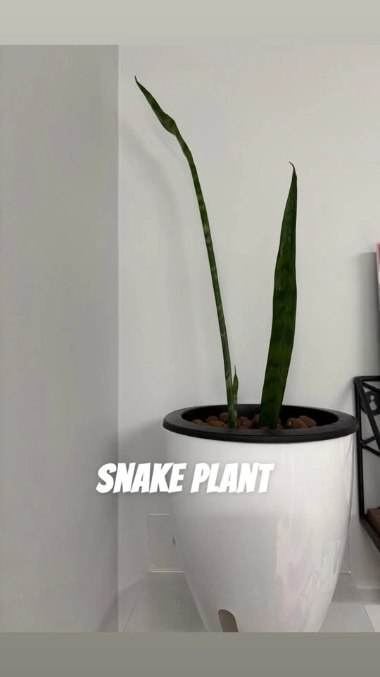 Plants for sale - photo 2