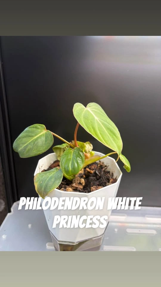 Plants for sale - photo 3