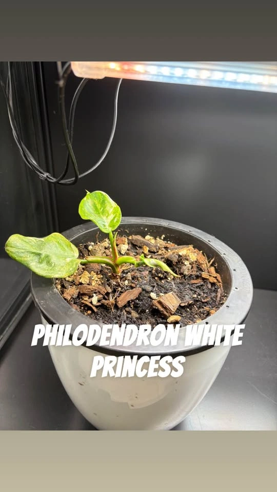 Plants for sale - photo 4