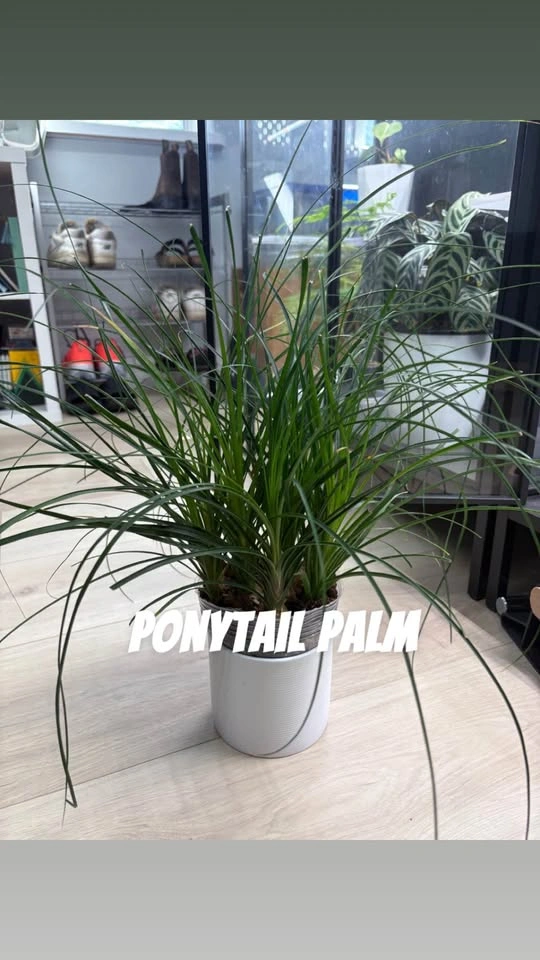 Plants for sale - photo 5