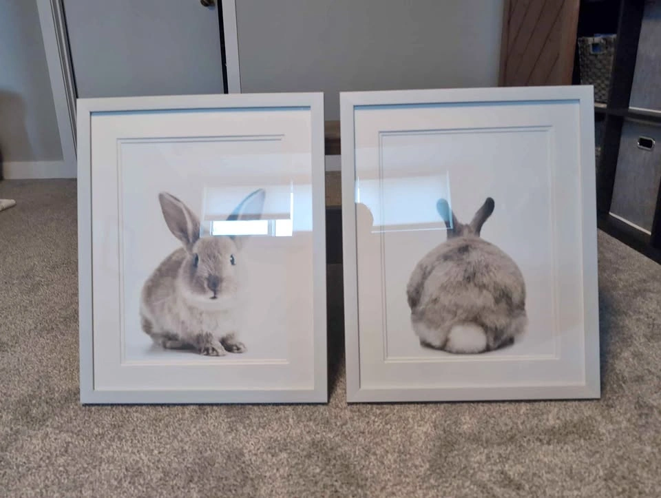 Bunny pictures