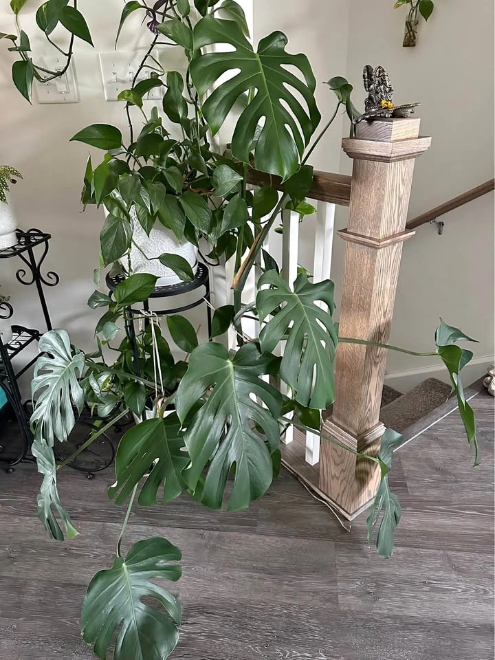 🌿 Monstera (Swiss Cheese Plant)