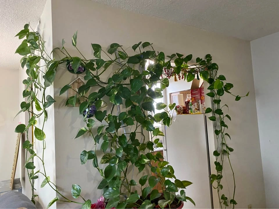 STUNNING "Money Plant" (Pothos) – Massive Indoor Vine!