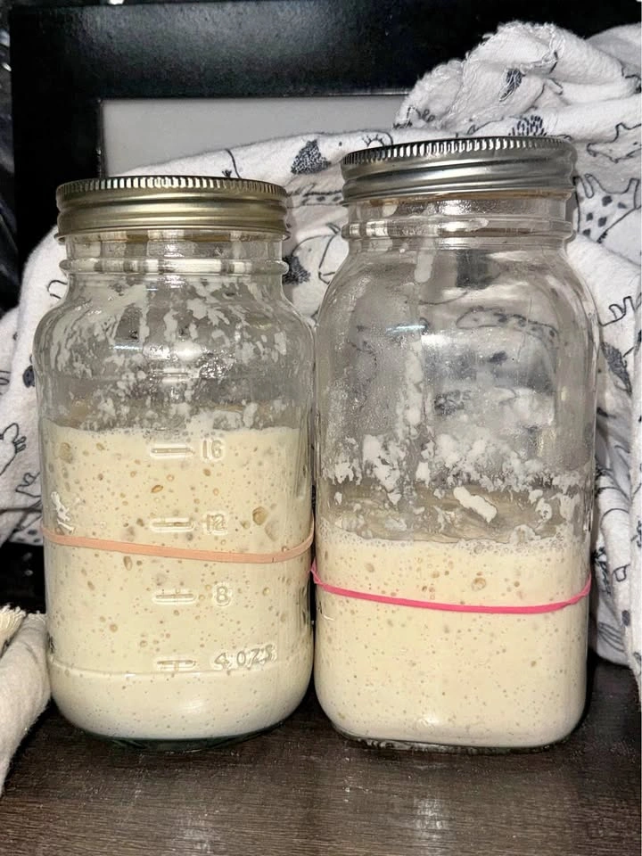 Sourdough Starter — “Jane” | Handcrafted in Ontario