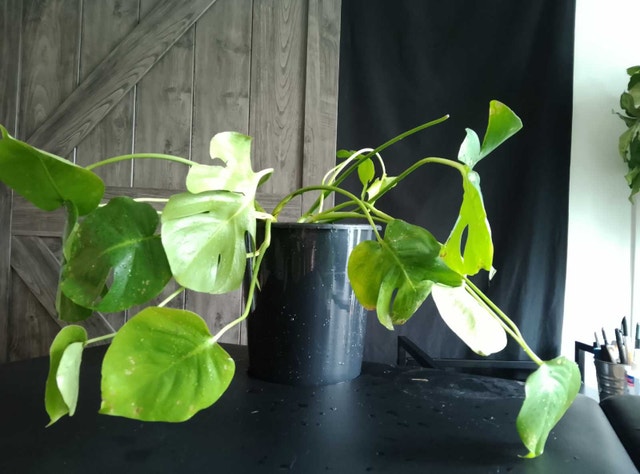 3 Monstera Cuttings / Plants – Healthy Roots