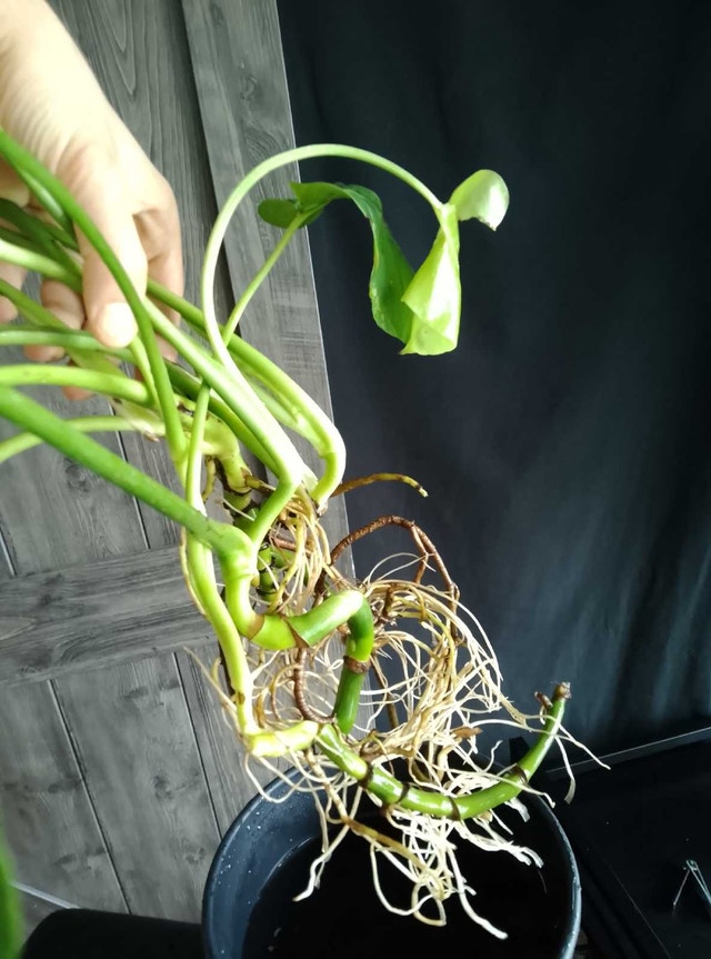 3 Monstera Cuttings / Plants – Healthy Roots - photo 2