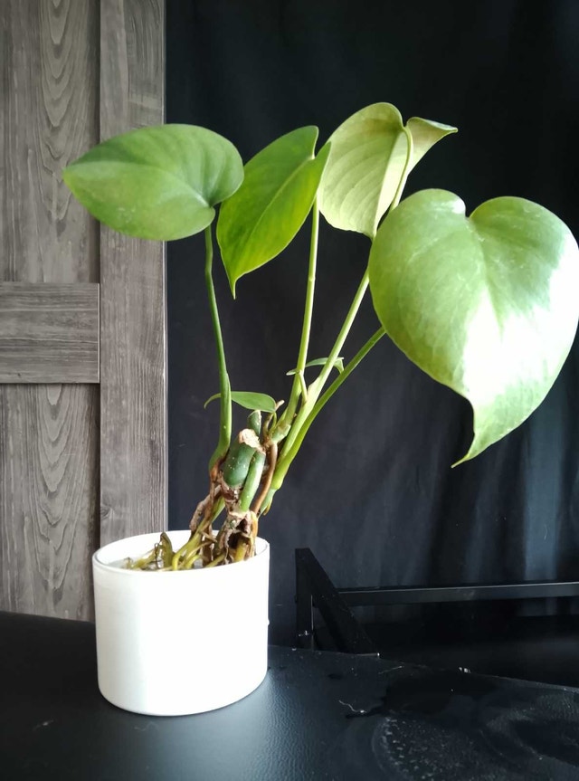 Monstera Cuttings / Plants, White Glass, Healthy Roots