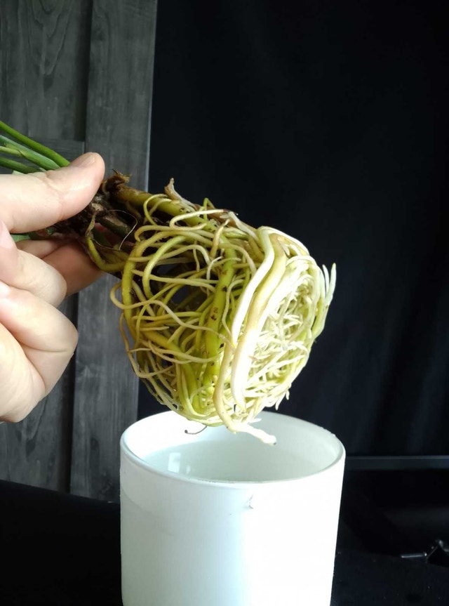 Monstera Cuttings / Plants, White Glass, Healthy Roots - photo 2