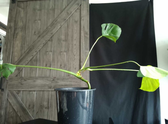Monstera Cuttings / Plants – Healthy Roots
