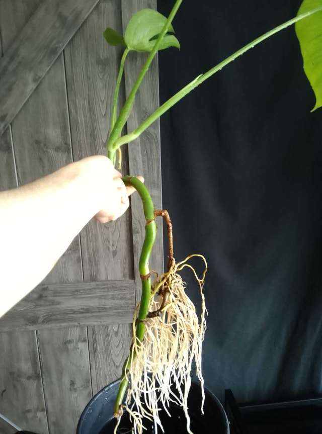Monstera Cuttings / Plants – Healthy Roots - photo 2