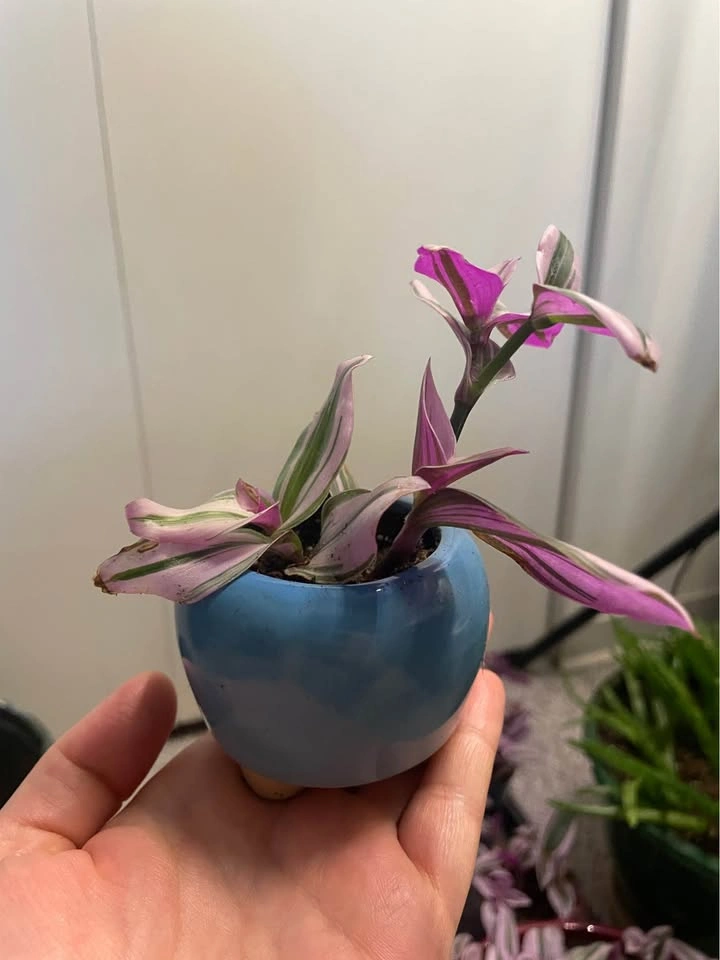 Tradescantia Nanouk with pot