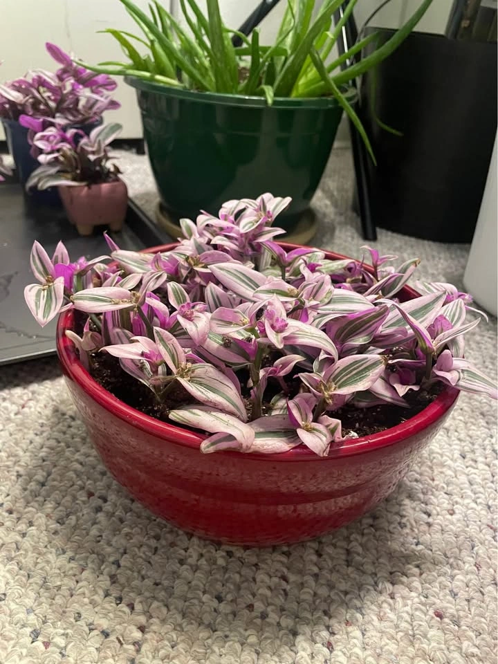 Tradescantia Nanouk with pot - photo 2