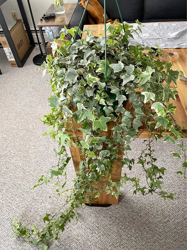 English ivy