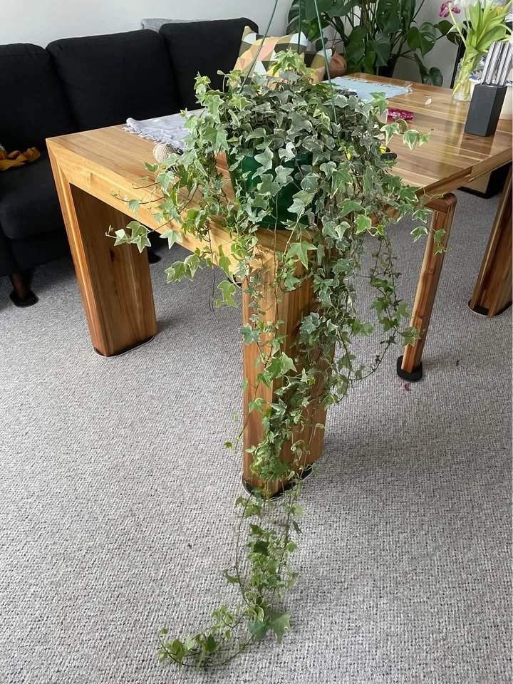 English ivy - photo 2