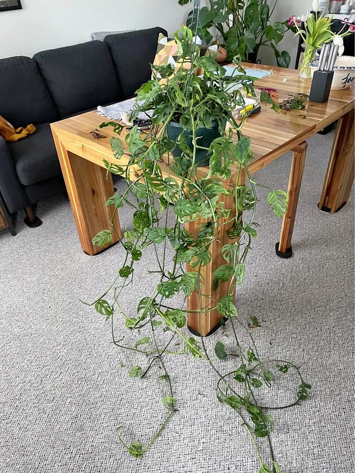 Monstera Adansonii “Swiss Cheese”