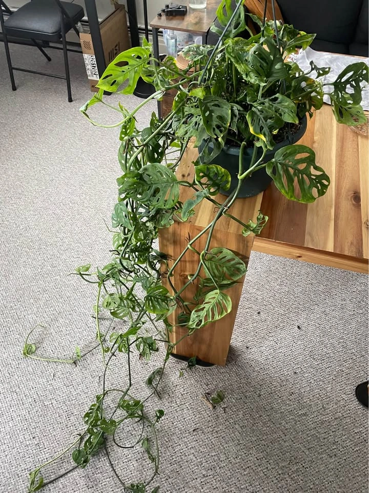 Monstera Adansonii “Swiss Cheese” - photo 2