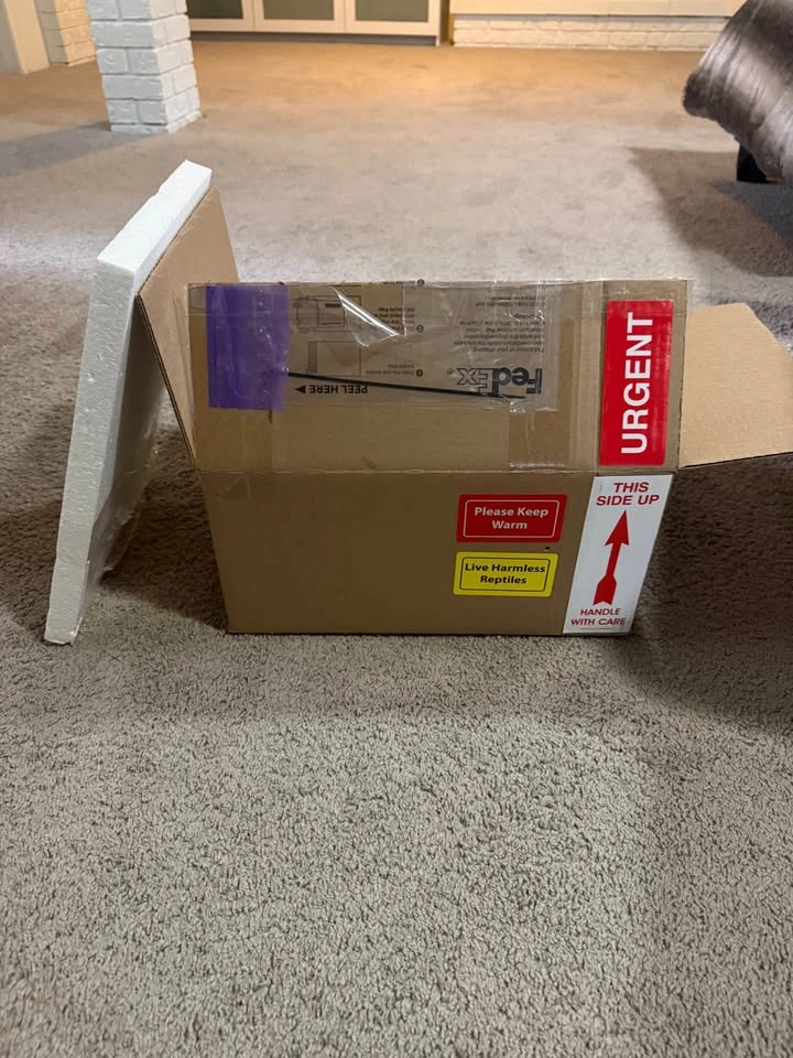 Insulated Reptile Shipping Box - photo 2