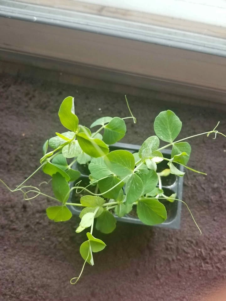 Plant seedlings