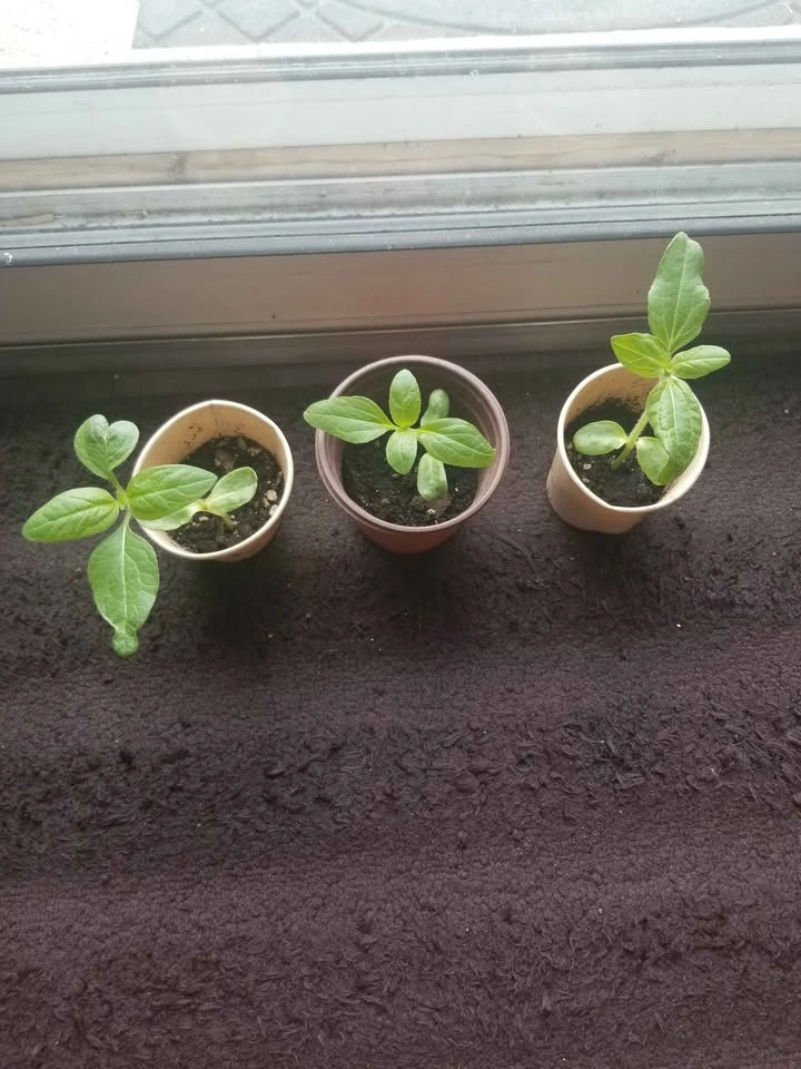 Plant seedlings - photo 3
