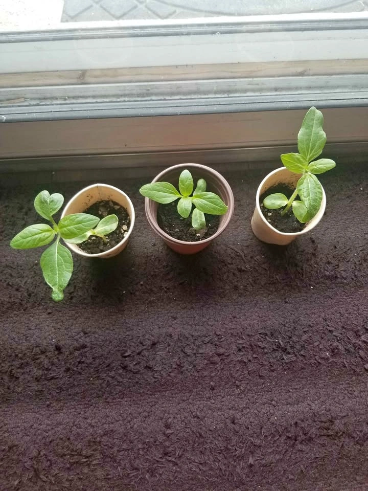 Sunflower seedlings