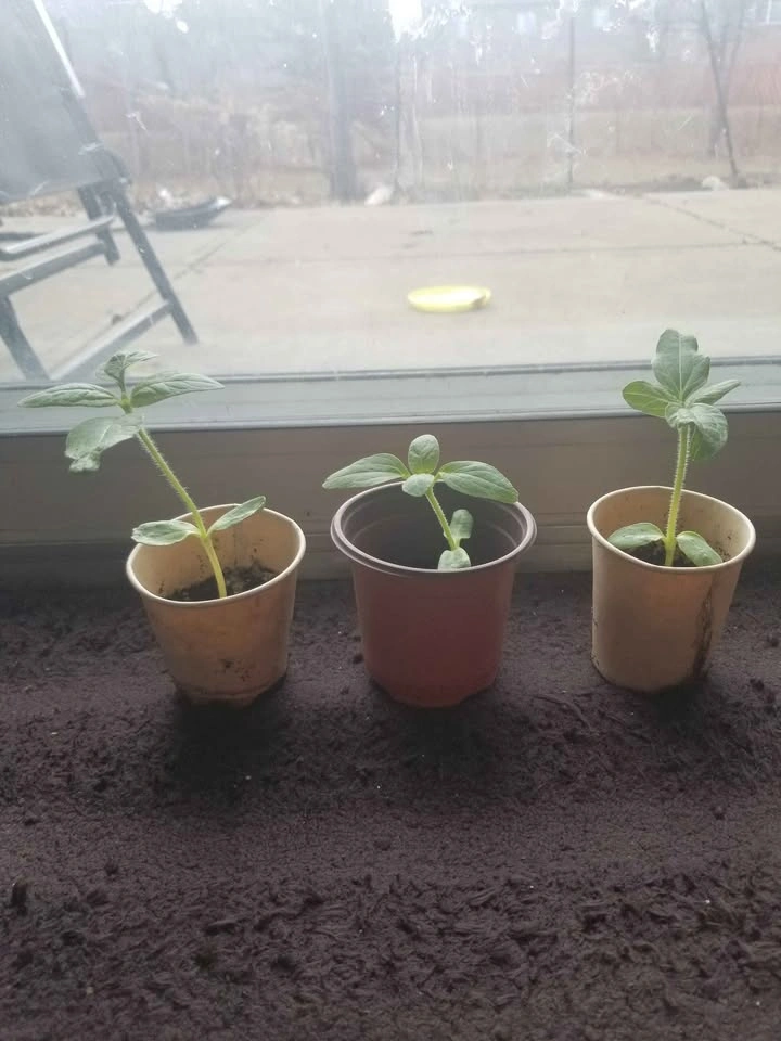 Sunflower seedlings - photo 2