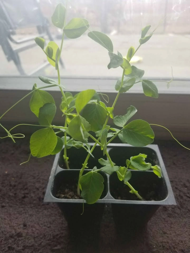 Pea plants