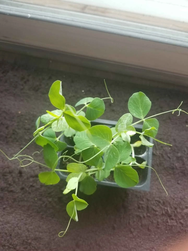 Pea plants - photo 2