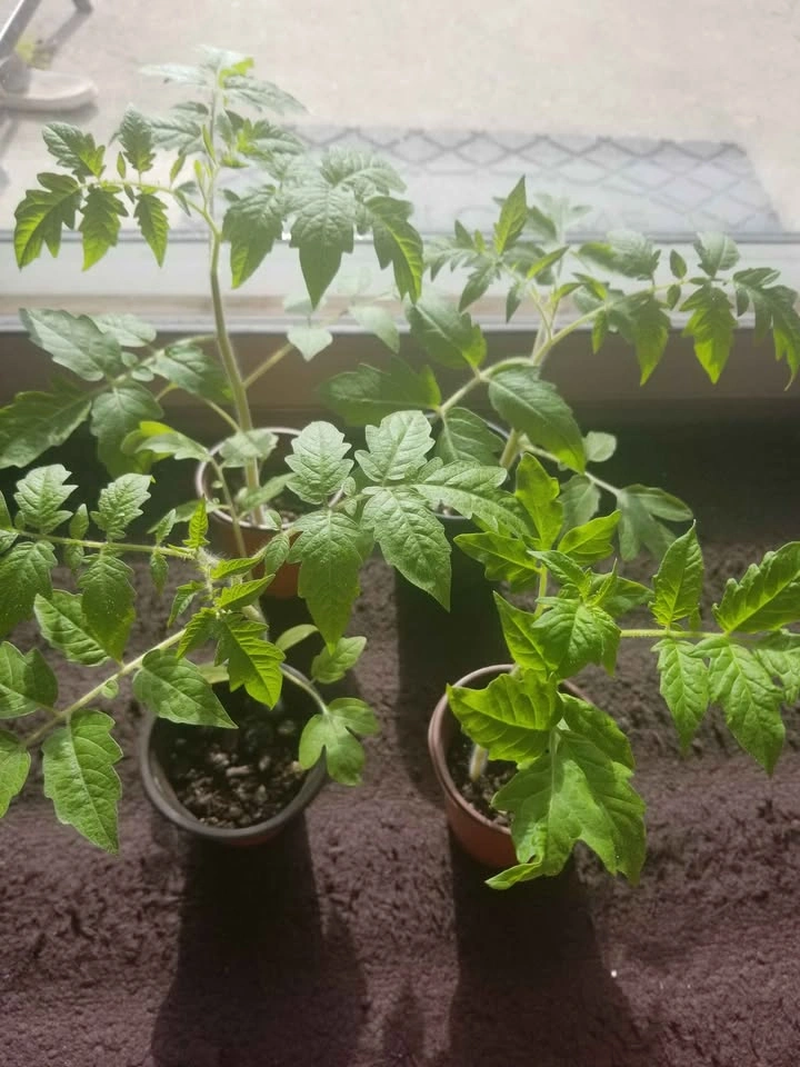 Tomato plants