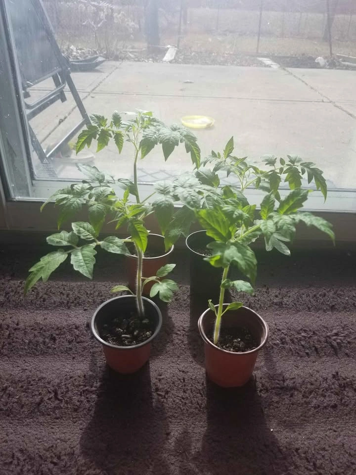 Tomato plants - photo 2