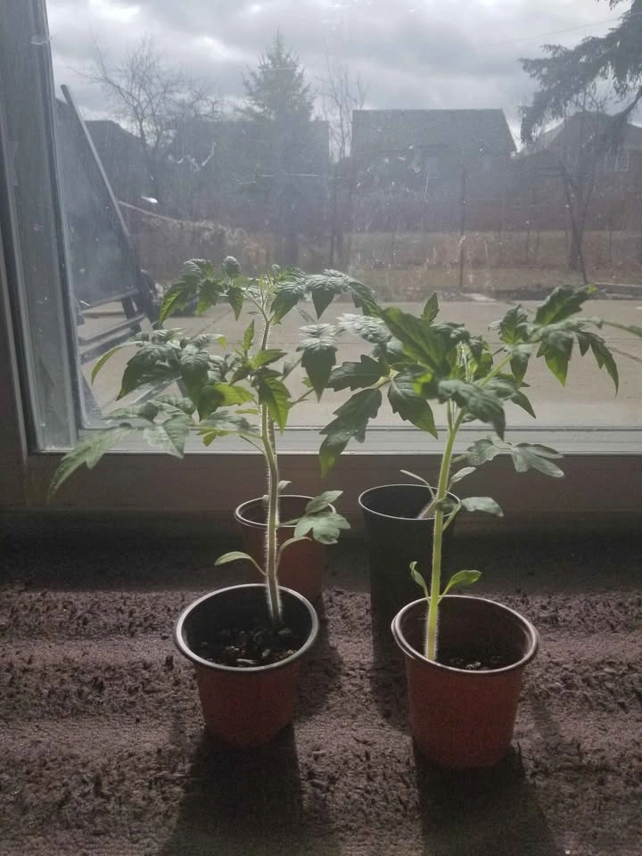 Tomato plants - photo 3