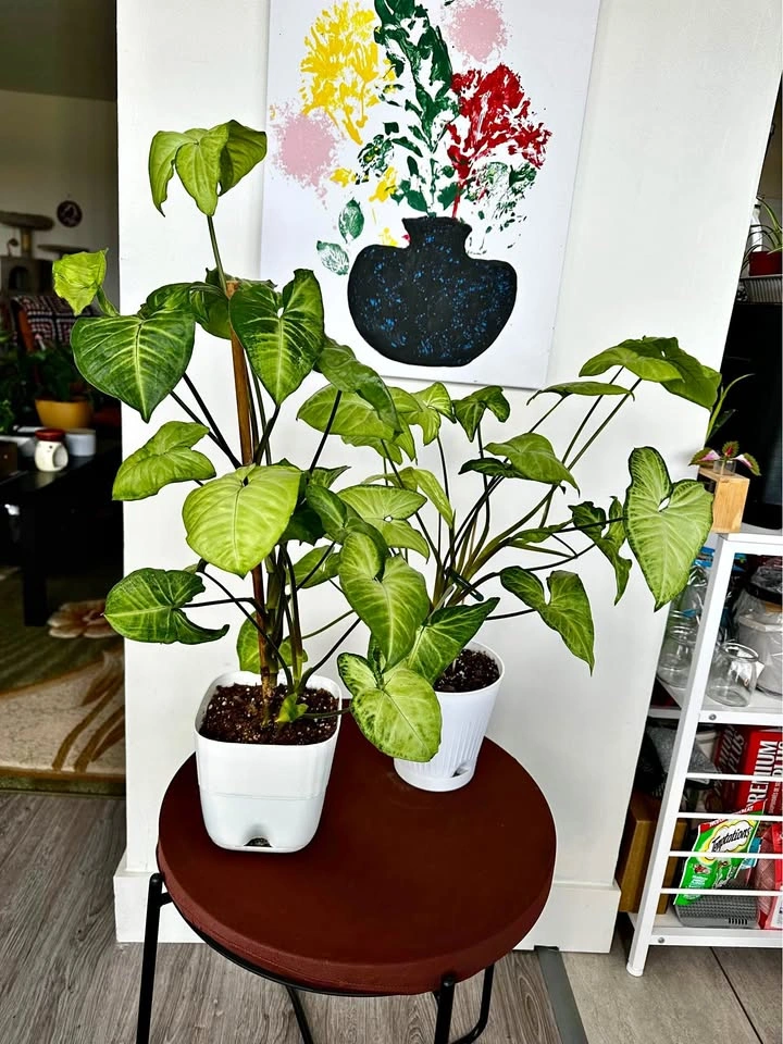 Syngonium podophyllum / Arrowhead vine