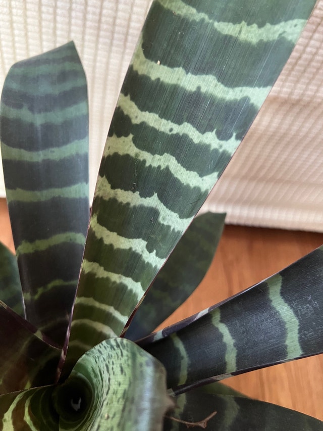 Bromeliad Zebra Plant - Easy Care - $30