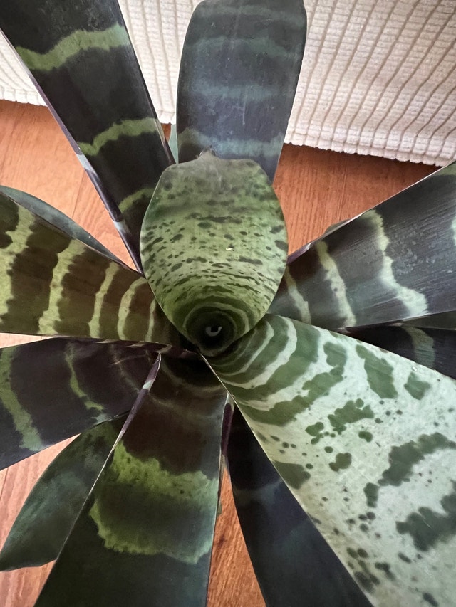 Bromeliad Zebra Plant - Easy Care - $30 - photo 2