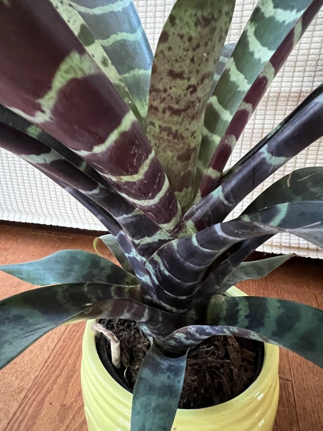 Bromeliad Zebra Plant - Easy Care - $30 - photo 3